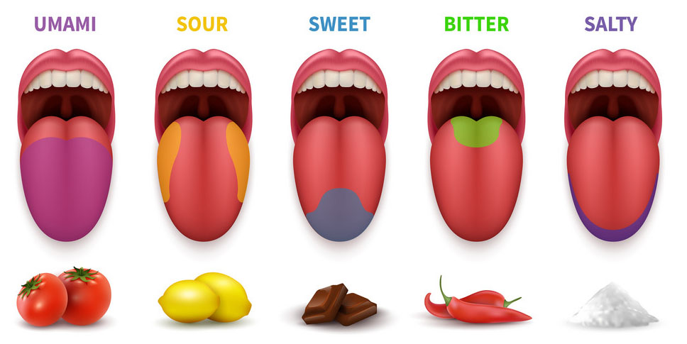 Tongue Diagram 1